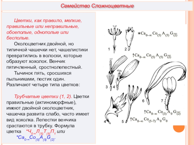 Редуцированный околоцветник. Редуцированная чашечка сложноцветных. Пятичленный венчик. Двойной околоцветник у сложноцветных.