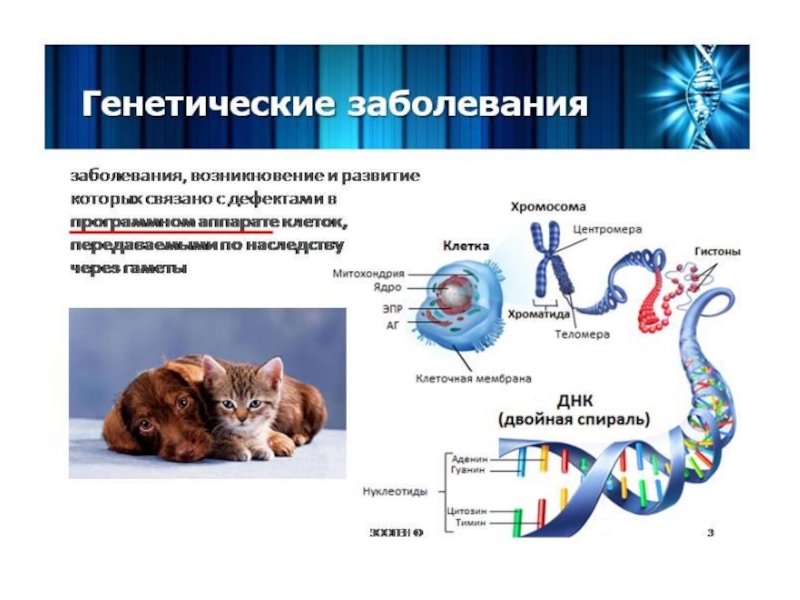 Проект генетические болезни