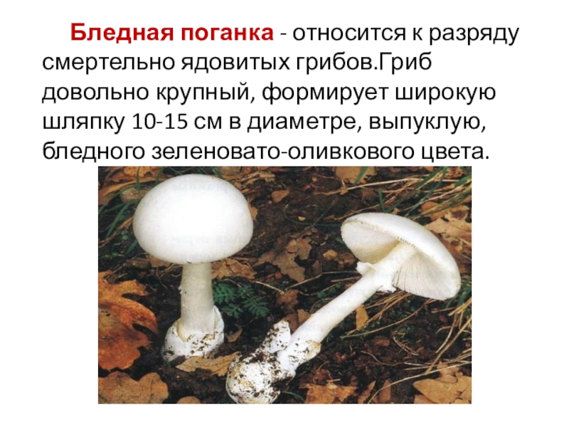 Бледная поганка относится к грибам. Опасный гриб бледная поганка. Бледная поганка шляпка снизу. Грибы пластинчатые бледная поганка. Бледная поганка шляпочный гриб.