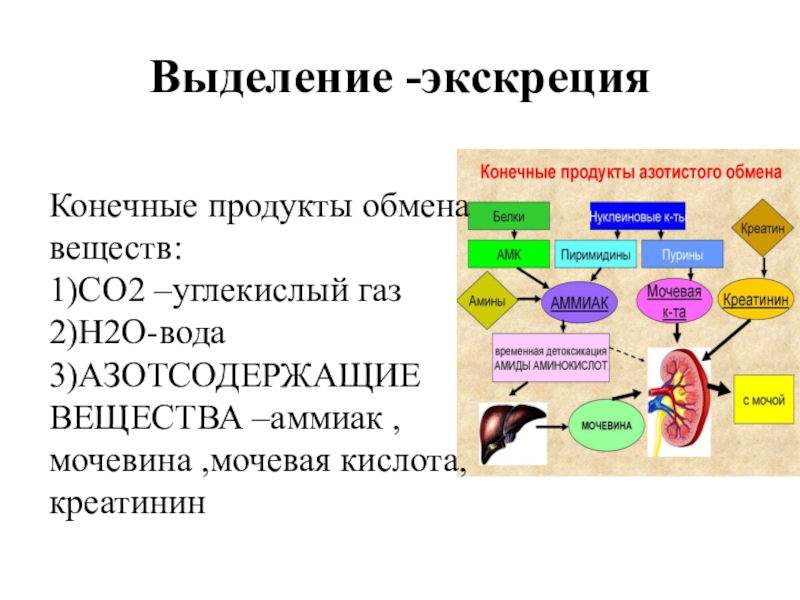 Продукты обмена веществ