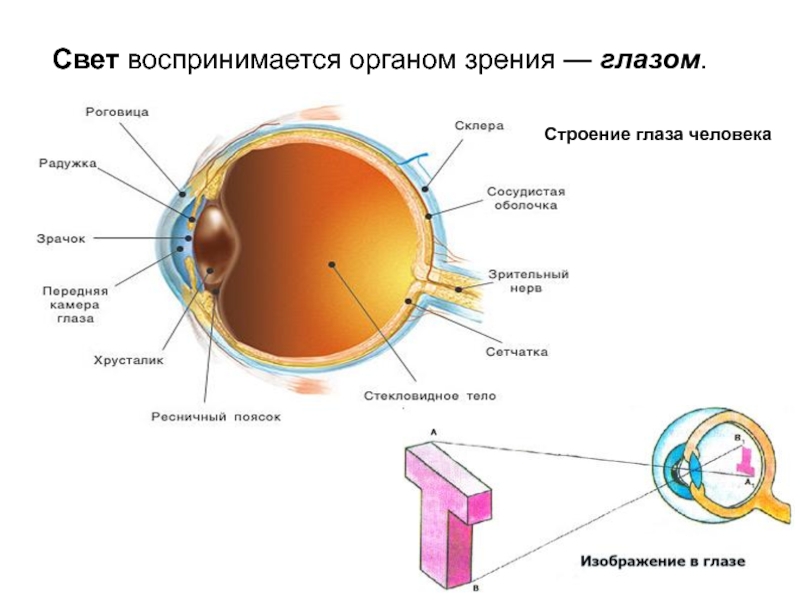 Последовательность прохождения луча света в глазном. Орган зрения строение глаза. Оптическое строение глаза человека. Строение органа зрения. Орган зрения схема.