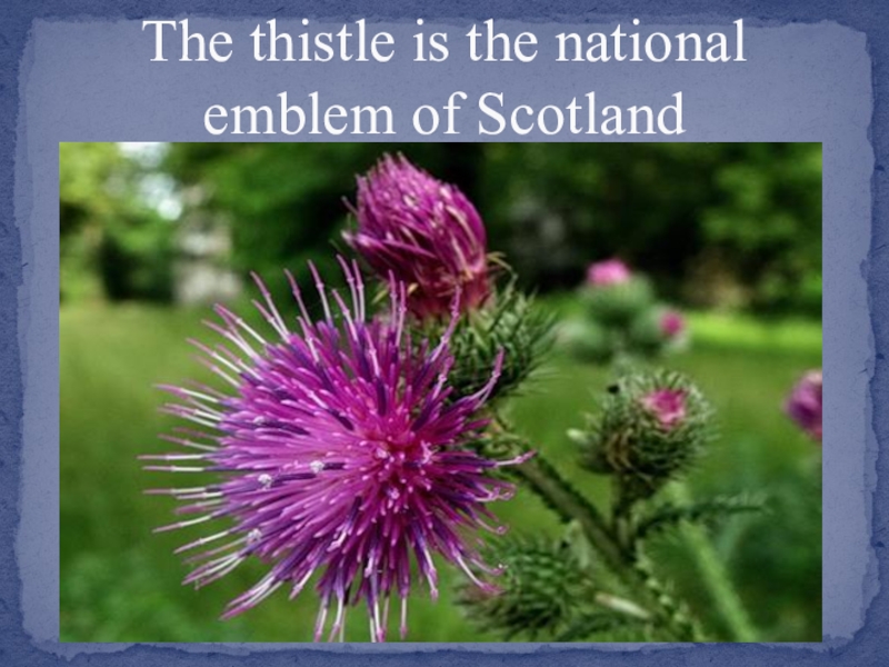 The thistle is the national emblem of Scotland