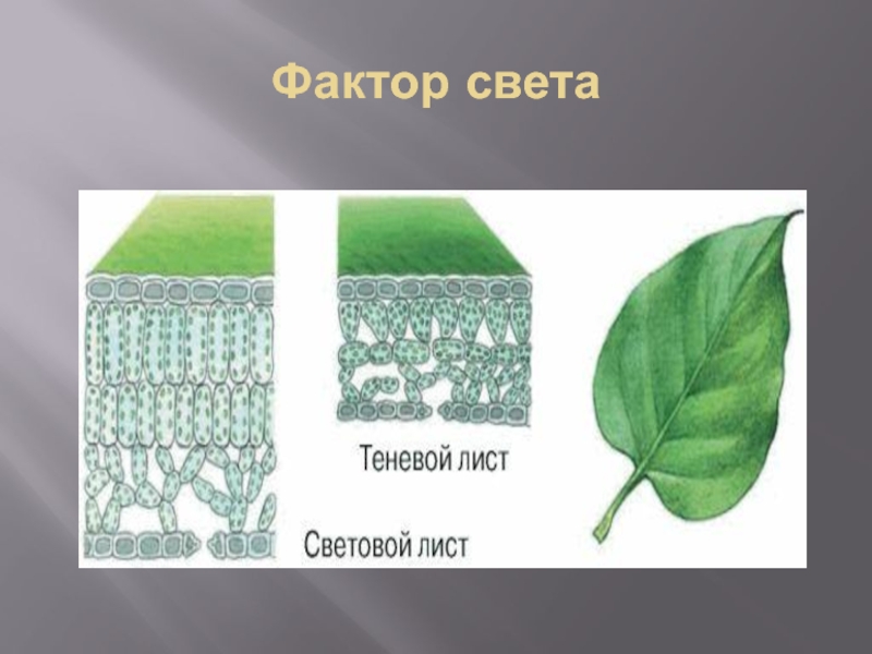 Измененные листы. Строение светового листа. Световые и теневые листья. Влияние среды на строение листа. Факторы влияющие на строение листа.