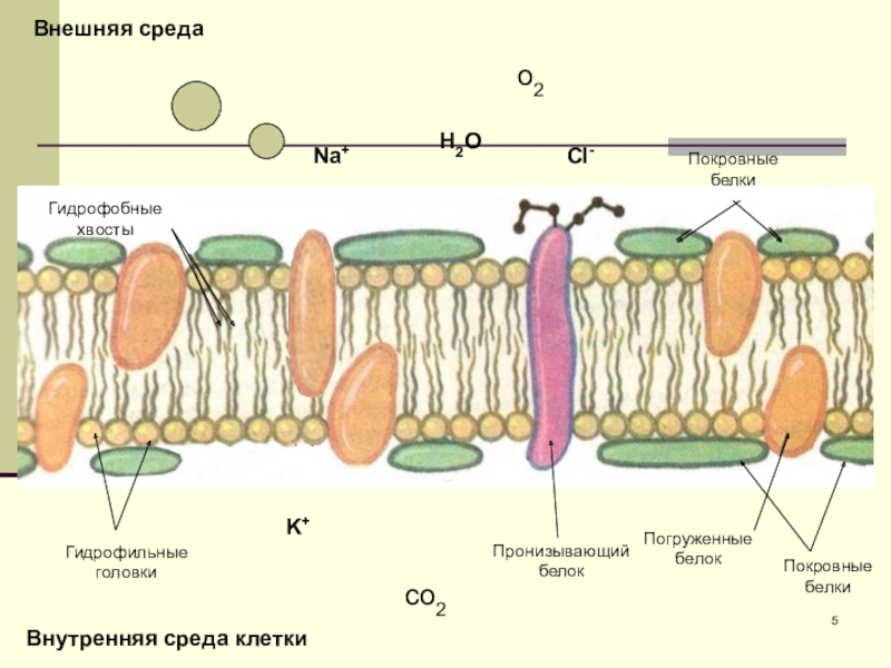 Внешняя среда клетки. Гидрофильные и гидрофобные. Белки гидрофильные или гидрофобные. Гидрофобные белки. Покровные белки.