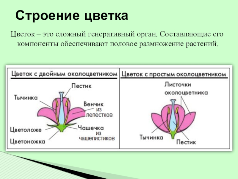 Генеративное расширение. Цветок орган генеративного размножения растений. Генеративные органы цветкового растения. Генеративные органы строение цветка. Строение органов размножения цветковых растений.