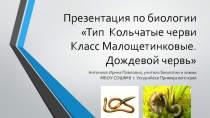 Презентация по биологии Тип Кольчатые черви. Класс Малощетинковые. Дождевой червь