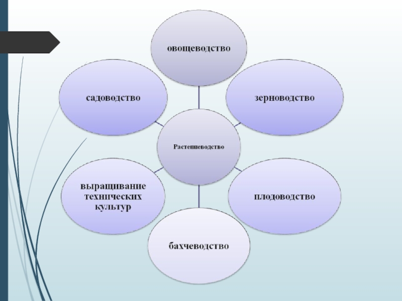 Проект по технологии 6 класс растениеводство