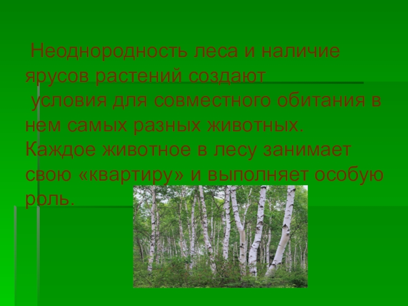 Какие растения образуют верхний ярус в лесу