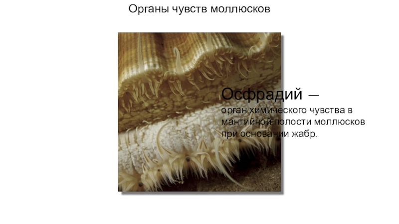 Органы чувств моллюсков. Осфрадии у моллюсков это. Органы химического чувства у моллюсков. Двустворчатые моллюски органы чувств.