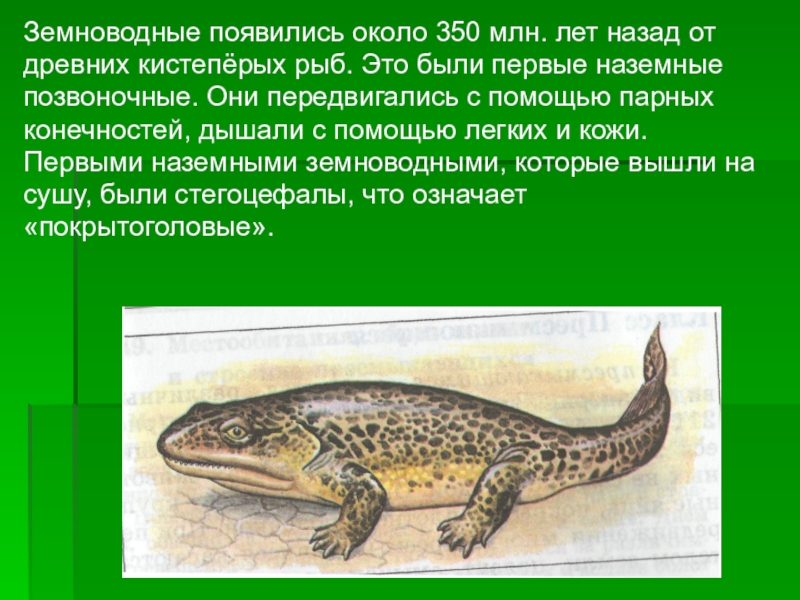 Тест рыбы и земноводные 7 класс. Описание стегоцефала краткое. Эра земноводных. Когда появились земноводные. Первые наземные позвоночные – стегоцефалы появились в.