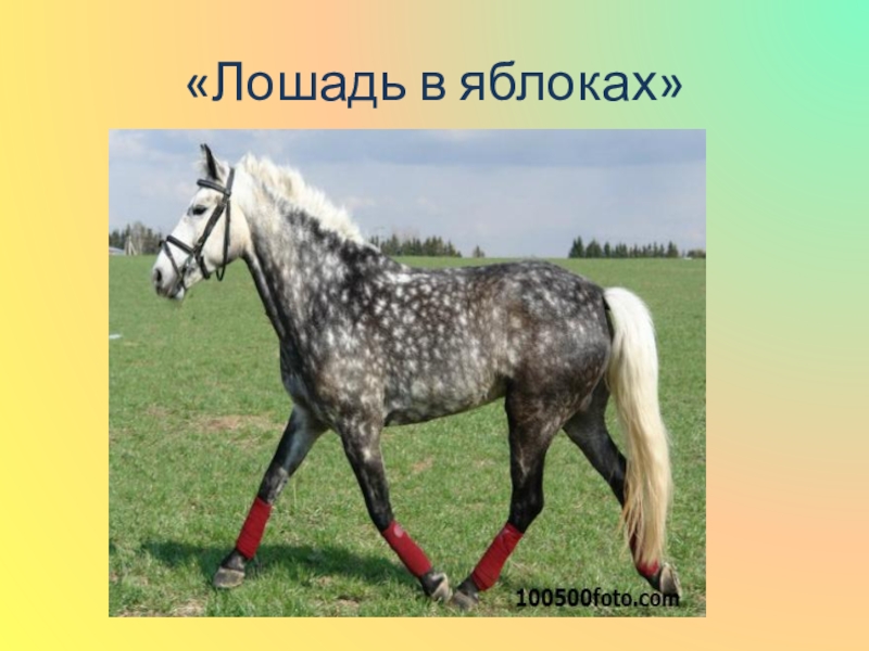 текст песни кони в яблоках. кони в яблоках текст текст. фразеологизмы про лошадь. кони в яблоках текст.