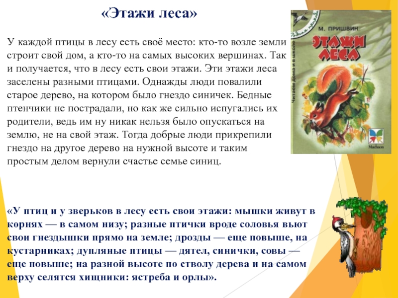 «Этажи леса»У каждой птицы в лесу есть своё место: кто-то возле земли строит свой дом, а кто-то