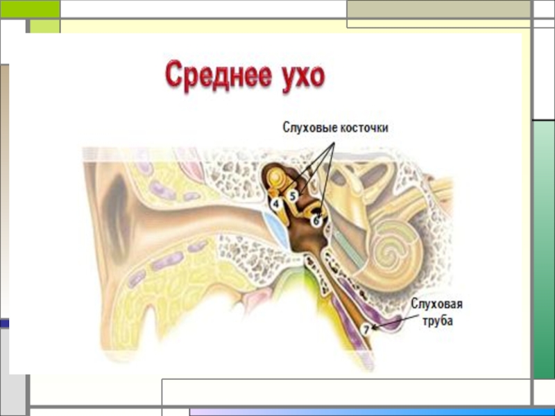 Презентация по теме слуховой анализатор 8 класс