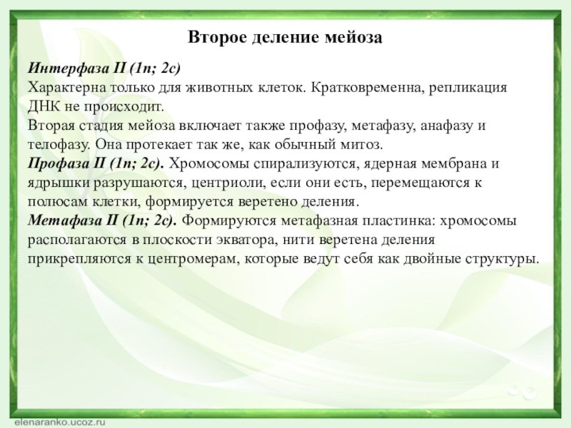 Второе деление мейозаИнтерфаза II (1n; 2с) Характерна только для животных клеток. Кратковременна, репликация ДНК не происходит.Вторая стадия