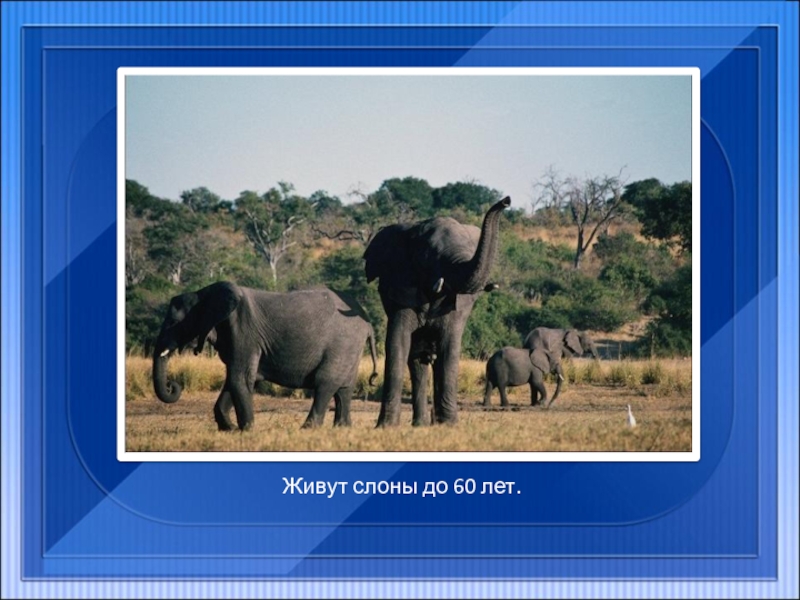 Живут слоны до 60 лет.