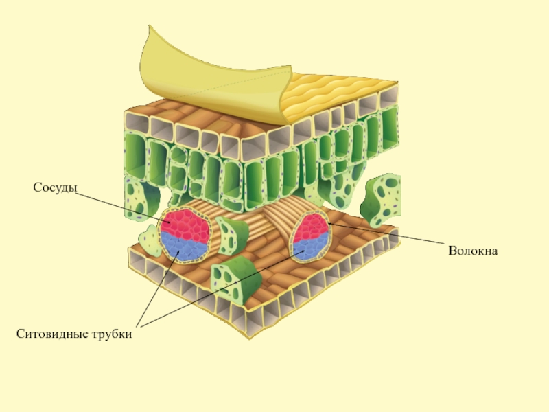 Клеточное строение листа 6 класс. Строение листа кутикула. Что такое волокна у клеточное строение листа. Кутикула растительной клетки. Кутикула у растений функции.