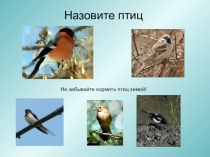 Презентация по технологии на тему Не забывайте кормить птиц