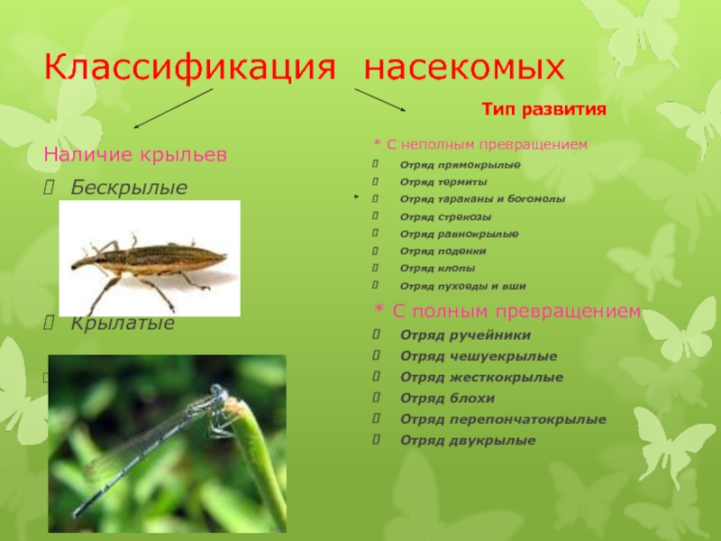 Классификация насекомыхНаличие крыльевБескрылыеКрылатые