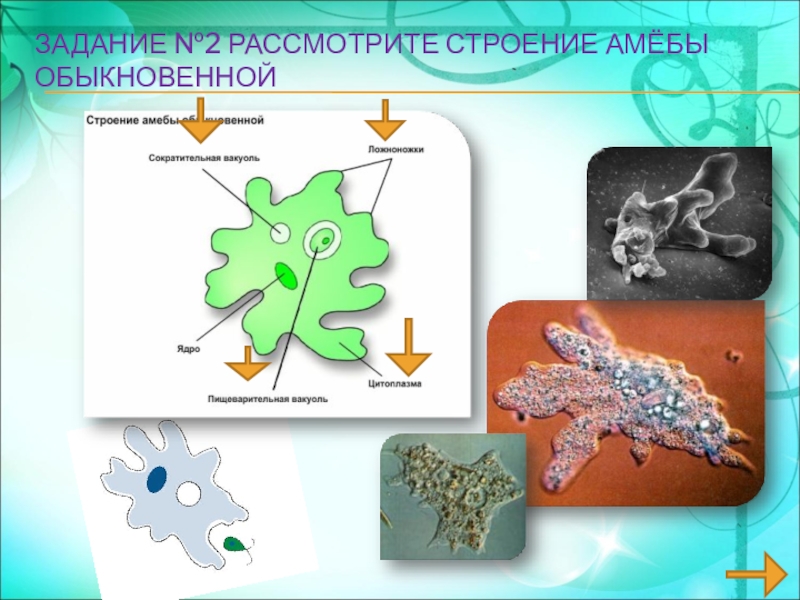 Какой процесс жизнедеятельности амебы изображен на рисунке