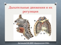 Презентация по биологии дыхательные движения и их регуляция