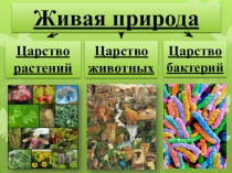 Презентация по теме: Одноклеточные грибы. Грибы разрушители - органических веществ 5 класс Л.Н.Сухорукова
