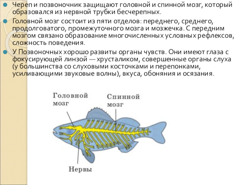 Череп и позвоночник защищают головной и спинной мозг, который образовался из нервной трубки бесчерепных.Головной мозг состоит из пяти отделов: переднего,