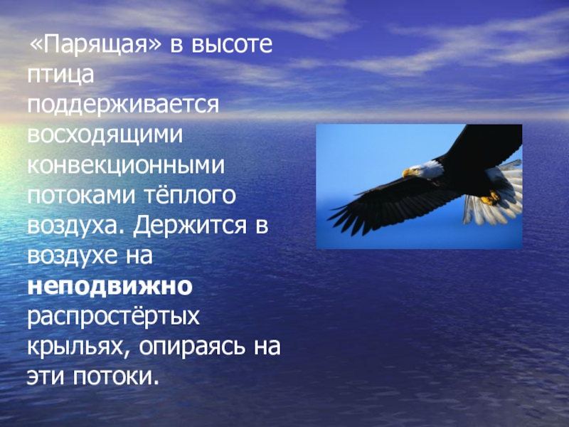 Высота птиц. Птица держится в воздухе. Птица парит в высоте. Птичка держится в воздухе.