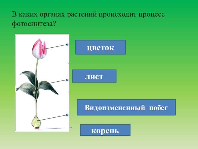 Какой орган растения изображен на рисунке. В каких органах растения происходит фотосинтез. Органы участвующие в фотосинтезе. Органы растения участвующие в фотосинтезе. Органы фотосинтеза у растений.