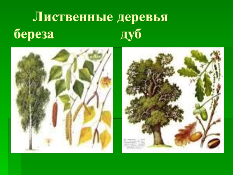 Лиственные деревья презентация 1 класс