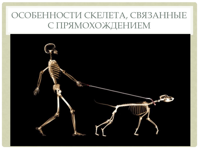 Особенности скелета, связанные с прямохождением