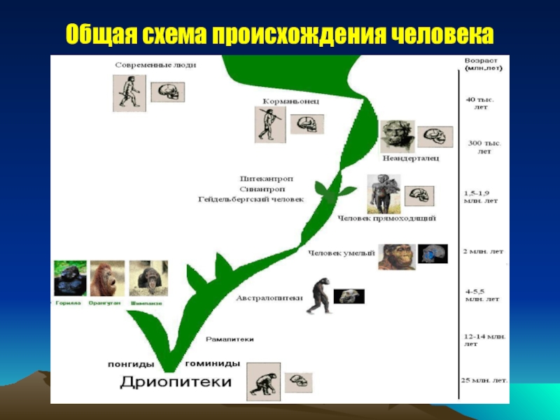 Составить схему происхождения человека