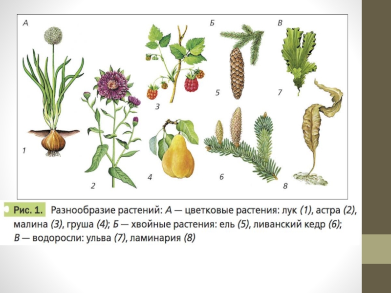 Разнообразие растений конспект. Строение и разнообразие растений. Разнообразие растений схема. Разнообразие растений 6 класс. Разнообразие растений 6 класс биология.