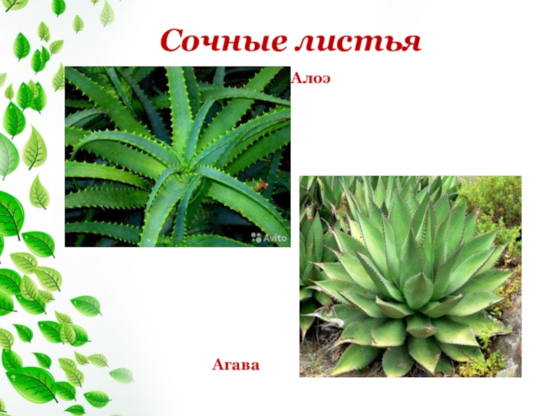Сочные листья имеют Shtampik.com