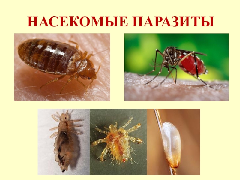 Паразитические насекомые животных. Паразитские насекомые. «Насекомые – переносчики паразитов. Насекомые вредители представители.