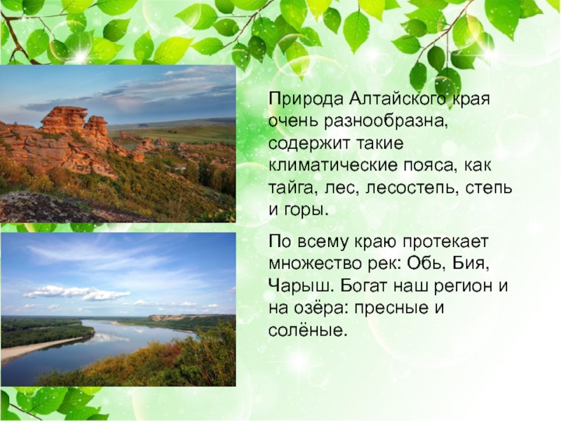 Природа Алтайского края очень разнообразна, содержит такие климатические пояса, как тайга, лес, лесостепь, степь и горы. По