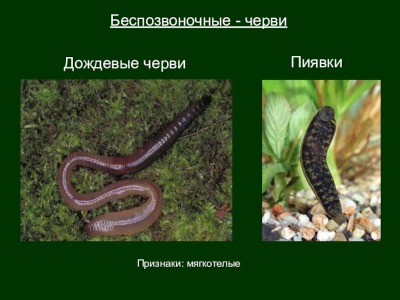 Дождевой червь относится к группе. Беспозвоночные животные черви. Беспозвоночные животные дождевой червяк. Классы беспозвоночных червей. Червяк дождевой Беспозвоночный.