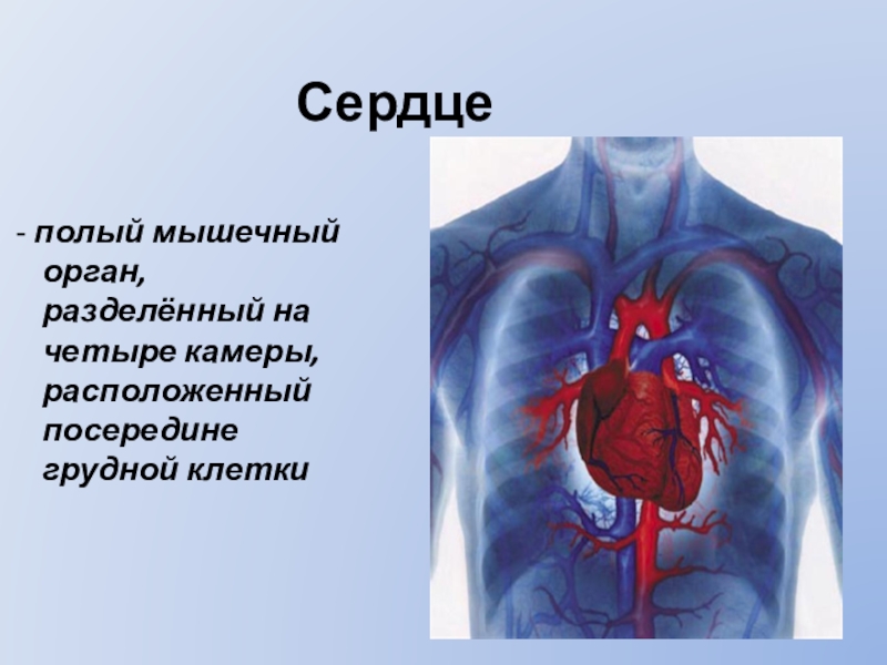Расположиться посередине. Сердце полый мышечный орган. Полый мышечный орган разделенный на четыре камеры. Сердце это полый мышечный орган расположенный в грудном отделе. Сердце доклад 3 класс.