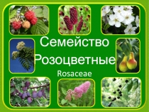 Семейство розоцветные