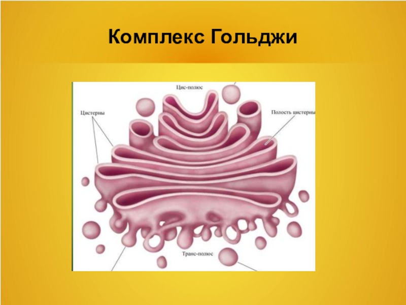 Комплекс гольджи картинка