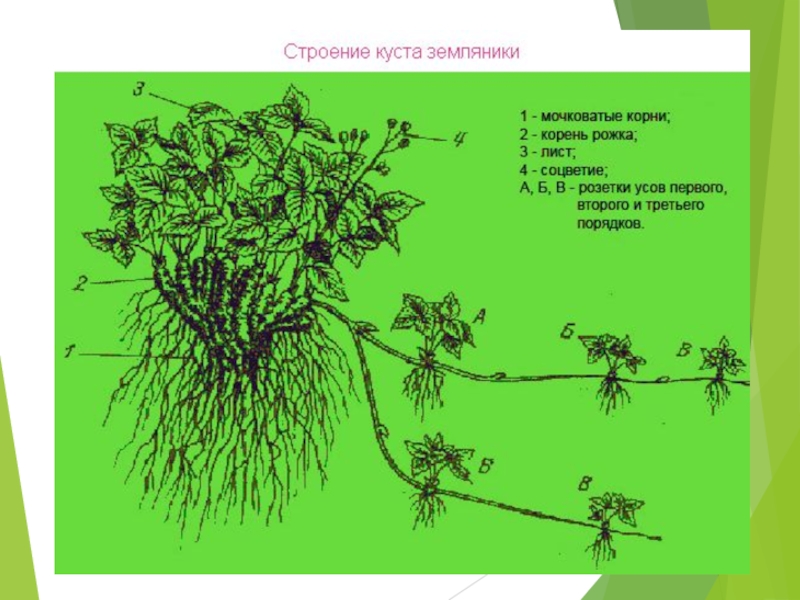 Тип корневой системы у земляники. Земляника Лесная корневая система. Земляника Лесная строение корня. Строение куста земляники садовой. Строение куста клубники.