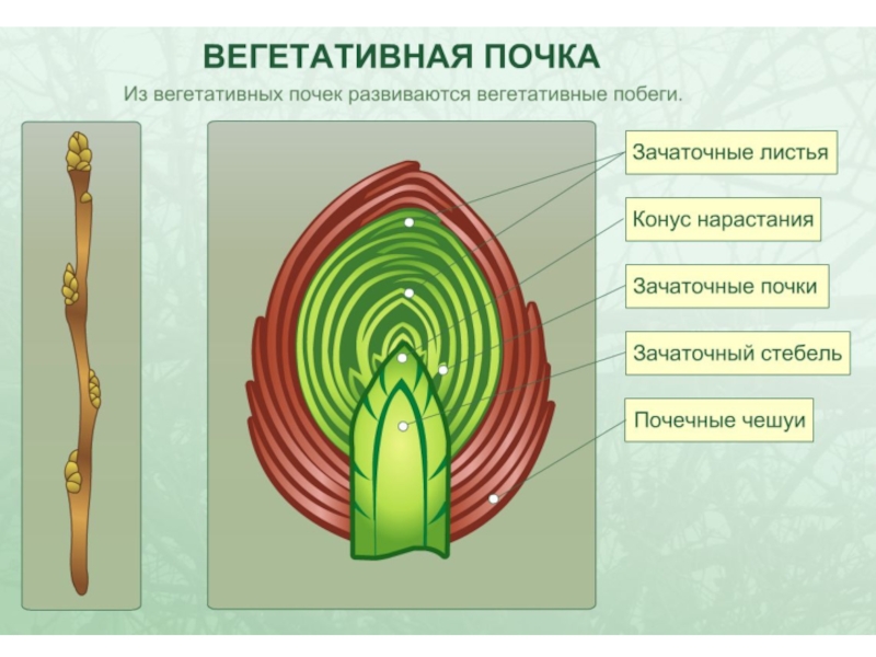 Биология 6 класс строение почки рисунок