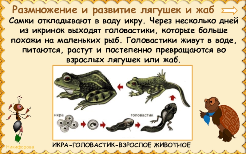 Размножение и развитие животных презентация 3 класс окружающий мир плешаков