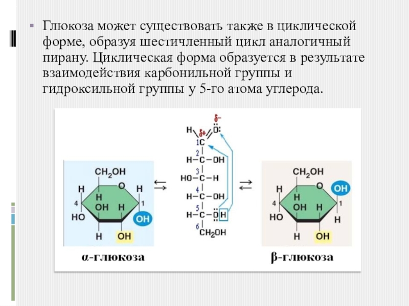 Правильная глюкоза. Образование циклической формы Глюкозы. Циклическая форма молекулы Глюкозы. Циклическая Глюкоза. Образование циклических форм Глюкозы происходит при взаимодействии.