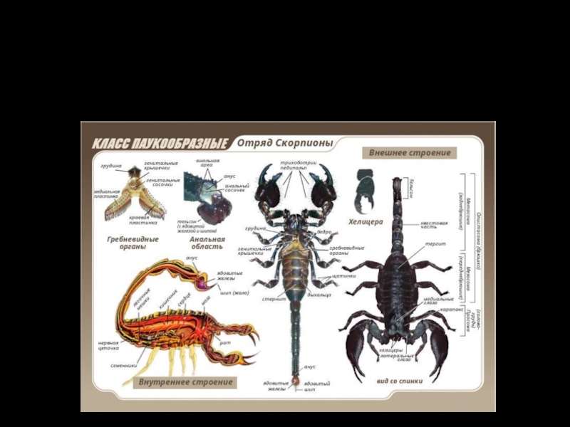 Скорпион строение тела схема