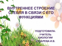 Презентация по биологии на тему Внутреннее строение стебля в связи с его функциями
