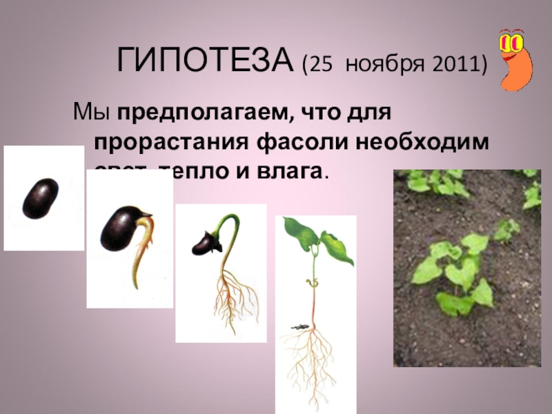 Определите на каком фото изображен подземный способ прорастания семян