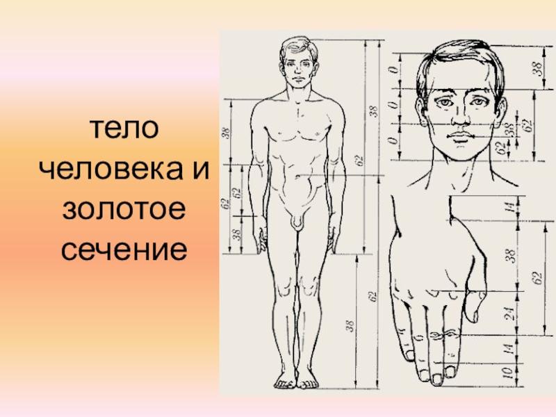 Золотое сечение в теле человека проект по математике