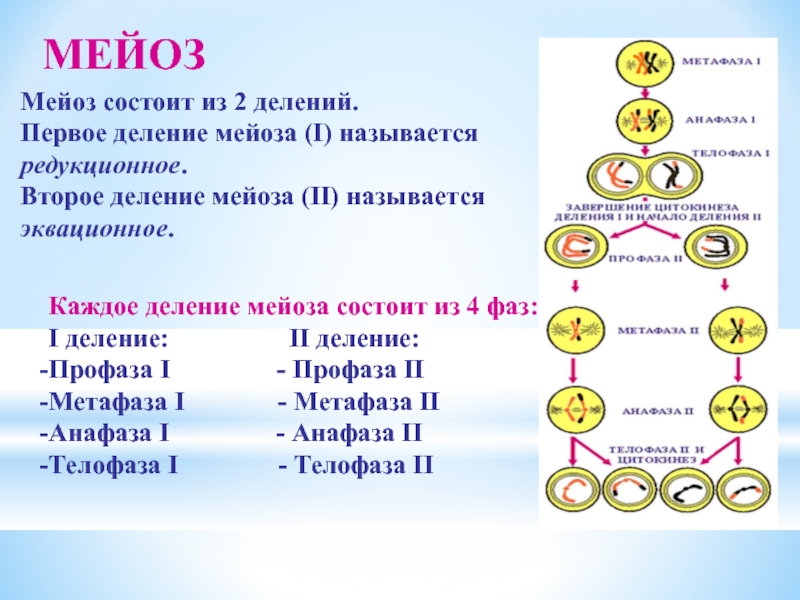 Деление семьи на пол лета по кашковскому схема