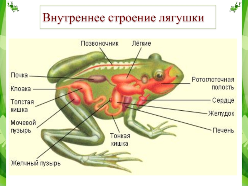 Проект по биологии лягушки