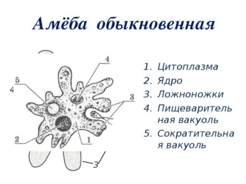 Что обозначено на рисунке цифрой 3 ложноножка цитоплазма пищеварительная вакуоль